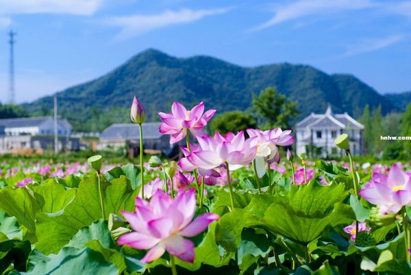我們的世外茶園——郝堂茶人家